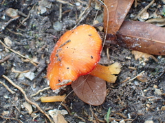 Hygrocybe conica