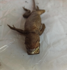 Enyalioides