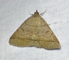 Zanclognatha lunalis