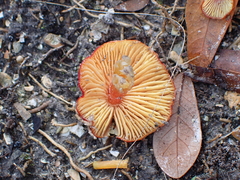 Hygrocybe conica