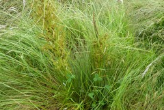 Aciphylla subflabellata