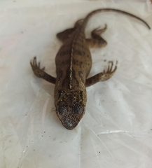 Enyalioides