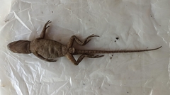 Enyalioides