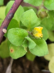Lysimachia japonica