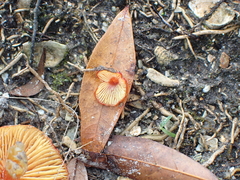 Hygrocybe conica
