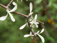 Olearia odorata