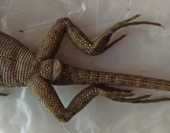 Enyalioides