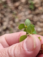 Lysimachia japonica