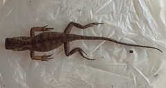 Enyalioides