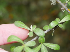 Olearia odorata