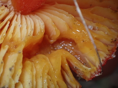 Hygrocybe conica