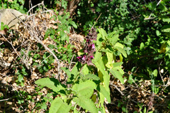 Salvia spathacea