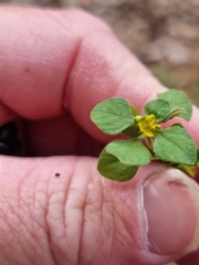 Lysimachia japonica