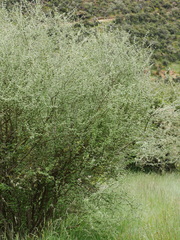 Olearia odorata