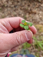 Lysimachia japonica
