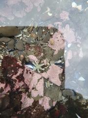 Leptasterias hexactis