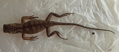 Enyalioides