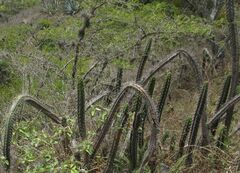 Borzicactus sepium