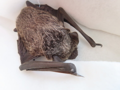 Vespertilio sinensis