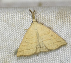 Polypogon tentacularia