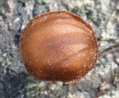 Agaricales