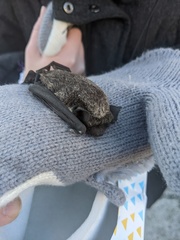 Vespertilio sinensis