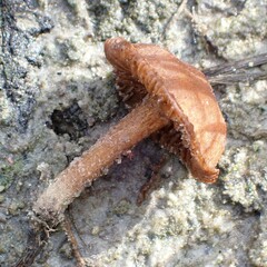 Agaricales