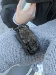 Vespertilio sinensis