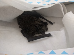 Vespertilio sinensis