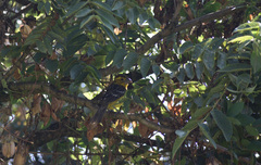 Pheucticus chrysogaster