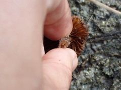 Agaricales