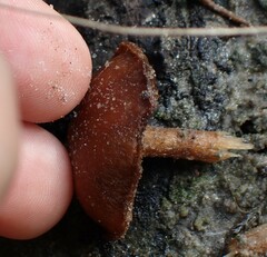 Agaricales