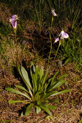 Primula tetrandra