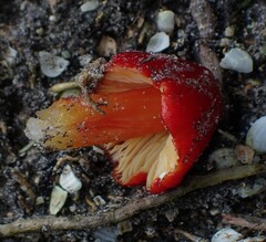 Hygrocybe cuspidata