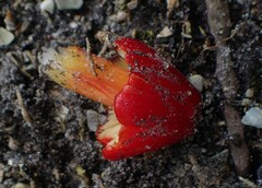 Hygrocybe cuspidata