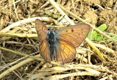 Lycaena alciphron