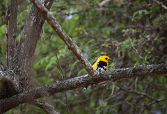 Pheucticus chrysogaster