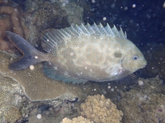 Siganus punctatus