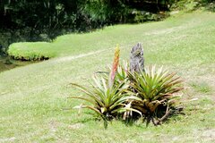 Tillandsia pastensis