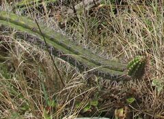 Borzicactus sepium