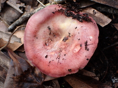 Russula paludosa