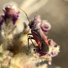 Lopidea minima