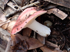 Russula paludosa