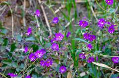 Mirabilis laevis
