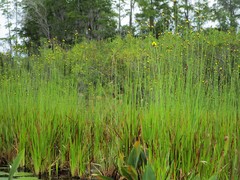 Xyris fimbriata
