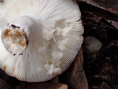 Russula paludosa