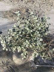 Dicoria canescens