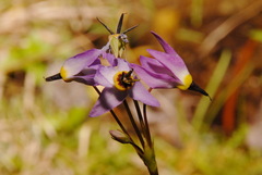 Primula tetrandra