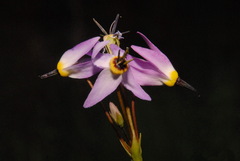 Primula tetrandra