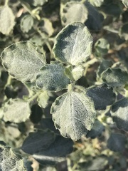 Dicoria canescens